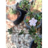 ราคา ี้ต้นข้าวตอกพระร่วง หรือ ซากุระแคระ ไม้มงคล กระถาง 8 นิ้ว (26171051474)