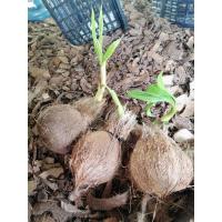 ราคา หน่อเพาะมะพร้าวทำบอนไซ (9074242982)