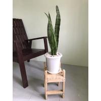 ราคา ต้นลิ้นมังกรเขียว ต้นไม้ฟอกอากาศ ต้นไม้ปลูกในห้องนอน ต้นไม้มงคล (7844694842)