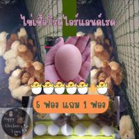 ราคา ไข่เชื้อ ไก่ไข่โรดแดง โรดไอร์แลนด์เรด ราคาต่อฟอง (อ่านรายละเอียดก่อนสั่งซื้อ) (29606452580)