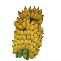 ราคา หน่อกล้วยน้ำว้าเตี้ย (41968755003)