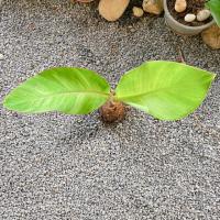 ราคา กล้วยน้ำว้าด่างลายหินอ่อน กล้วยด่าง (7390121243)