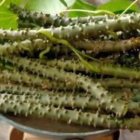 ราคา บอระเพ็ดสด กิ่งพันธุ์บอระเพ็ด(เจ็ดหมูน) ชุด 10 กิ่ง (27388141516)