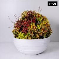 ราคา I-POT กระถางไฟเบอร์กลาส รุ่น CIRCULUM ขนาด ก.80 ย.80 ส.35 ซม.(31.5นิ้ว) (23522045884)