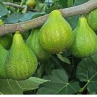 ราคา ต้นมะเดื่อฝรั่ง มะเดื่อฝรั่งพันธุ์ Desert King กระถาง 6 นิ้ว ลำต้นสูง 30-40 ซม (3873326011)