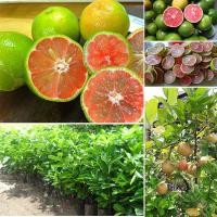 ราคา ต้นมะนาวชมพู มะนาวเนื้อชมพู ต้นพันธุ์ตอนกิ่ง (12184625007)