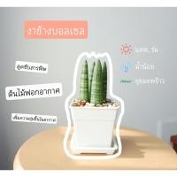 ราคา ว่านงาช้างบอลเซล งาช้างแคระ ไม้ฟอกอากาศ (9617361973)