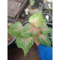 ราคา ต้นโพธิ์ทอง ต้นล่ะ50บาท (9702682031)