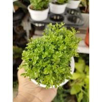 ราคา ต้นแก้วแคระ แก้วแคระไม้มงคล (6291730023)