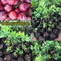 ราคา ต้นเชอร์รี่ดอย หรือ เชอร์รี่พลัม (Cherry plum) เป็นไม้พุ่มถึงไม้ต้น พบมากในพื้นที่สูงของภาคเหนือไทย (41472155841)