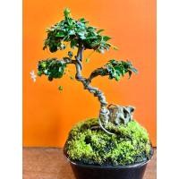 ราคา บอนไซชาฮกเกี้ยน สายพันธุ์แท้จากจีน (29977702547)