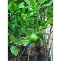 ราคา กิ่งพันธุ์มะนาวทูลเกล้า ไร้เมล็ด (11621032923)