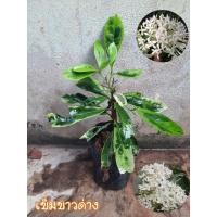 ราคา ต้นเข็มขาวด่างใบด่างดอกสวย (22049828721)