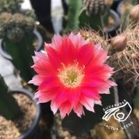 ราคา โลบิเวีย Lobivia red iris โลบีเวีย หน่อเด็ดสด หน่อ อิชินอป Echinopsis อิชินอปซิส กระบองเพชร แคคตัส เมล็ดกระบองเพชร (14966099423)