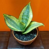 ราคา ลิ้นมังกรทองแคระด่าง พร้อมกระถางพลาสติก( รูปร่างแต่ละต้นไม่ดหมือนกัน ) (4943306360)