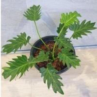 ราคา ซานาดู ไม้ฟอกอากาศ กระถาง 10" (13320788176)