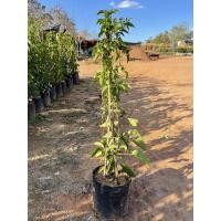 ราคา ต้นพวงแสด ไม้เลื้อยทนแดด (4546819547)