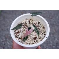 ราคา แก้วสารพัดนึกด่าง Alocasia bambino Var. แก้วสารพัดนึกด่าง ชมพู-ขาว (11177948356)