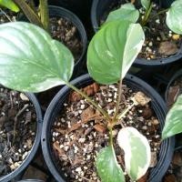 ราคา เสน่ห์จันทร์ประกายดาวกลาย (18946949310)