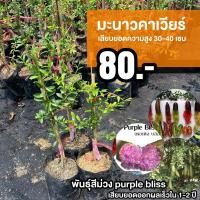 ราคา มะนาวคาเวียร์ (จำนวน 10 ต้น) เนื้อสีม่วง มะนาวนิ้วมือ #Citrus australasica (22266577858)