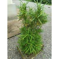 ราคา ต้นพันธุ์ โกสน แซ่ม้า แส้ม้า ถุงดำพร้อมปลูก 29บาท ช่วยดูดมลพิษทางอากาศ ทำให้อากาศสดชื่น (42570692320)