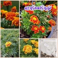 ราคา เมล็ดดอกดาวเรืองฝรั่งเศษ​ 100​ เมล็ด (3179791098)