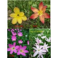 ราคา บัวดินคละสี แดงเหลืองชมพู ขาวอมชมพู 26 หัว 79 บาท (28109141539)