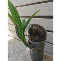 ราคา หน่อมะพร้าว สำหรับทำบอนไซมะพร้าว ขัดกะลาทาเคลือบเงาแล้ว (5063499705)