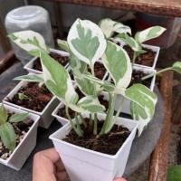 ราคา พูลงาช้างด่าง | พร้อมกระถาง 3 นิ้ว (8687096265)