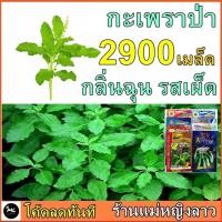 ราคา เมล็ด กะเพรา พันธ์ุ ป่า กลิ่นฉุน รสเผ็ด แรงกว่า กระเพราขาว และ แดง พันธ์ุ เมล็ด กระเพรา ป่า 2,900 เมล็ด กระเพรา (6640483616)