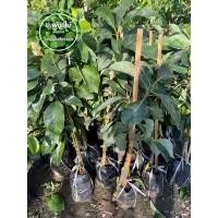 ราคา ต้นอโวคาโด ต้นอโวคาโดบูท7 ทาบกิ่ง สูง 80 cm. เสียหายระหว่างขนส่งเครมฟรี (12064103316)