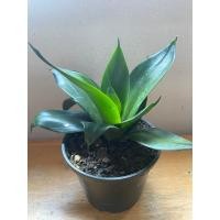 ราคา ลิ้นมังกรดำ sansevieria black dragon (26904151339)