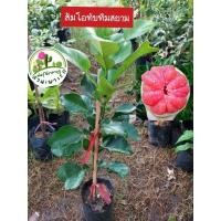 ราคา ต้นส้มโอทับทิมสยาย ส้มโอทับทิมสยาม (24371818424)