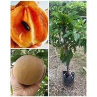 ราคา ต้นละมุดสาลี่ยักษ์เวียดนาม ต้นพันธุ์ทาบกิ่ง ปลูกประมาณ1ปีติดผล ผลดกใหญ่ ผลใหญ่ รสชาติหวานอร่อย ขนาดต้นที่จัดส่ง 60ซม. (23478588871)