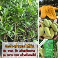 ราคา ต้นมะม่วงน้ำดอกไม้มัน ขนาด 60-100 ซม.ทานดิบ หวาน มัน ทานสุก หวาน หอม คล้ายดอกไม้ ติดลูกดก ผลใหญ่ (19924023753)
