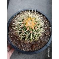 ราคา กระบองเพชร แคคตัส ถังทอง (9858295760)