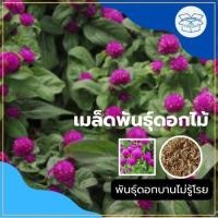 ราคา เมล็ดพันธุ์ ดอกบานไม่รู้โรย สีม่วง บรรจุ 20 เมล็ด Gomphrena Seeds เมล็ด ดอกไม้ บานไม่รู้โรย ต้นไม้มงคล แต่งสวน Modernbox (42456482970)