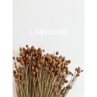 ราคา กระถินทุ่ง ดอกไม้แห้ง พร๊อพถ่ายภาพ ตกเเต่ง ตกเเต่งร้าน(พร้อมส่ง) (48250702904)