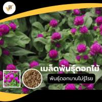 ราคา เมล็ดพันธุ์ ดอกบานไม่รู้โรย สีม่วง บรรจุ 20 เมล็ด Gomphrena Seeds เมล็ด ดอกไม้ บานไม่รู้โรย ต้นไม้มงคล แต่งสวน Vbaan (28588257204)