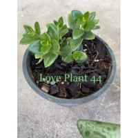 ราคา ปลาทองนำโชค ไม้มงคลเลี้ยงในร่ม โตขึ้นจะมีดอกสีส้ม (7492442443)