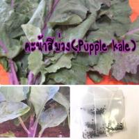 ราคา เมล็ดพันธุ์ คะน้าม่วง เพอเพิลเคล 150 เมล็ด คะน้า (ซื้อ 10 แถม 1 คละอย่างได้) (5456661958)