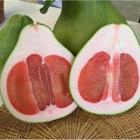 ราคา ต้นส้มโอแดงทับทิมสยาม (29951239105)