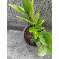 ราคา กวักด่าง​ กวักมรกตด่าง (29406678001)