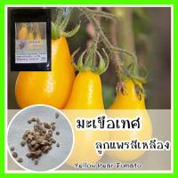 ราคา พร้อมส่ง ❗ รหัส 071 เมล็ดพันธุ์แท้ OP แท้ มะเขือเทศลูกแพรสีเหลือง - Yellow Pear Tomato เมล็ดพันธุ์ เมล็ดผัก เมล็ดมะเขือ (9234344734)