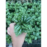 ราคา เศรษฐีนำโชค ต้นเศรษฐีนำโชค ขั้นต่ำ 2 ต้นไม้มงคล มีจำนวนจำกัด (9777938064)