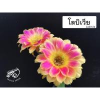 ราคา โลบิเวีย เมล็ด Lobivia โรบีเวีย อิชินอป Echinopsis เมล็ดแคคตัส อิชินอปซิส กระบองเพชร แคคตัส สวน เมล็ดกระบองเพชร โบลิเวีย (11919916853)
