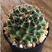 ราคา HAMATOCACTUS ฮามาโตะแคคตัส (8331485324)