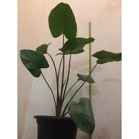 ราคา     ต้นเสน่ห์จันทร์แดง หรือว่านเสน่ห์จันทร์แดง✨ ♥️ King of Hearts❤️กระถาง 11"นิ้ว (8463906669)