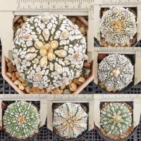 ราคา กระบองเพชร แอสโตรไฟตัม แอสทีเรียส ซุปเปอร์ คาบูโตะ (Astrophytum asterias Super Kabuto) เพาะจากเมล็ด (2097105753)