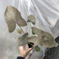 ราคา ม้าสีหมอก บอนสีโบราณ บอนสีเทา Caladium (22771525056)